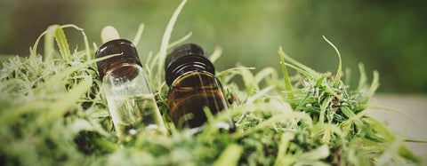 Try Plain Jane CBD products