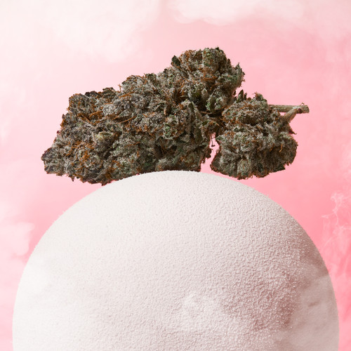 Plain Jane tightly manicured CBD Hemp Flower, Pink Pixie CBD Flower Strain, grown indoor on a pink and white background