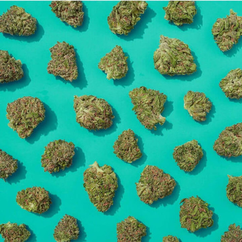 Small CBD Hemp Buds neatly trimmed on a teal background, mixed buds, sungrown