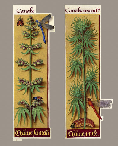 french hemp drawing